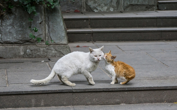 猫咪的爱 猫咪