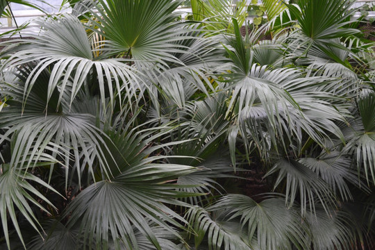 植物墙 铁树叶