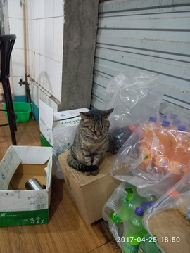 杂货堆里的猫