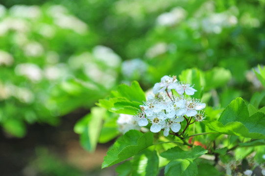 山楂花