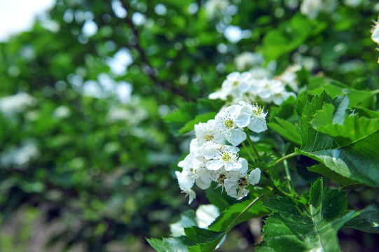 白色花  山楂花