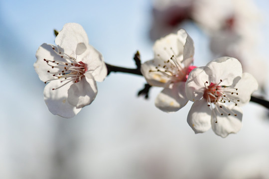 三朵梨花