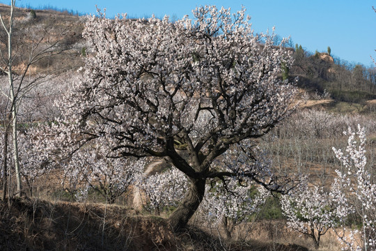 梨花树