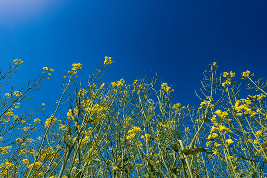 仰拍油菜花