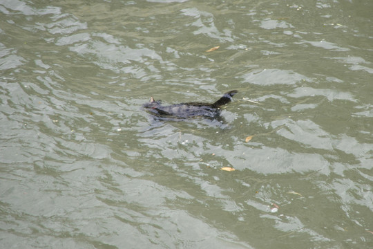 引水渠 动物尸体 水质污染
