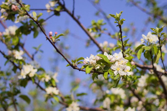 苹果树 苹果花果树