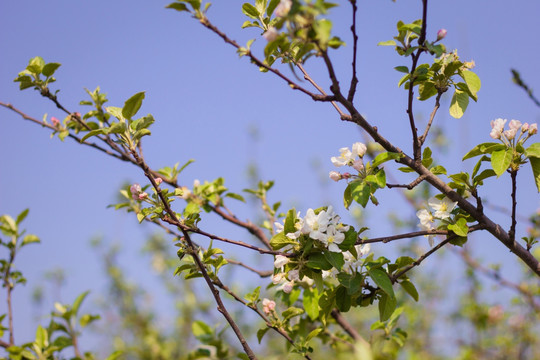 苹果树 苹果花果树