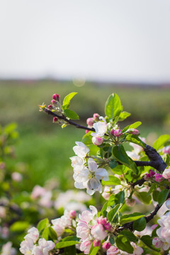 苹果树 苹果花果树