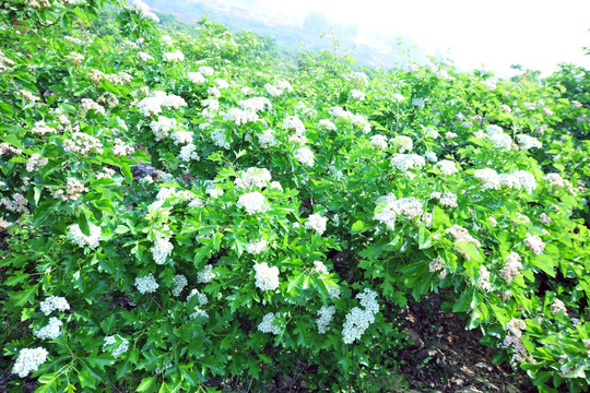 山楂花  山楂树