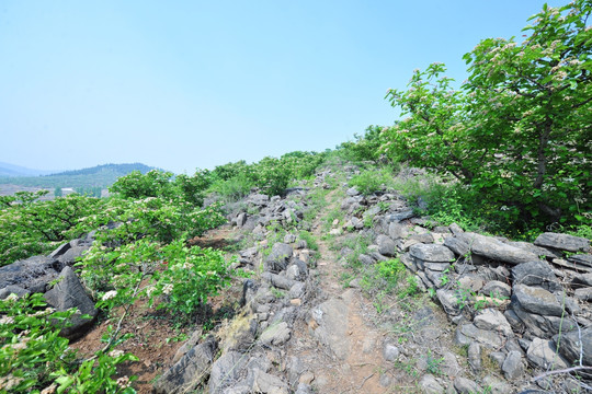 山地  山区果树