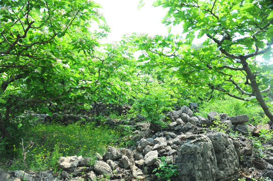 山楂园风景