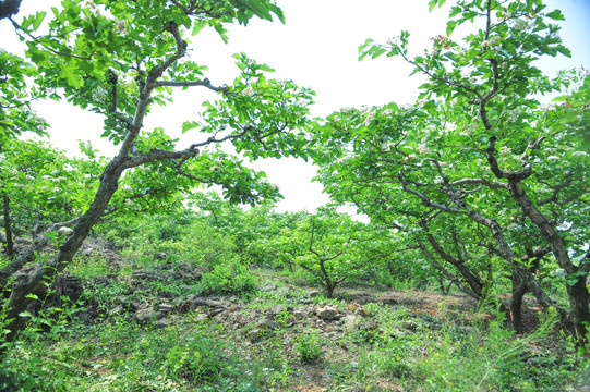 樹林  果園