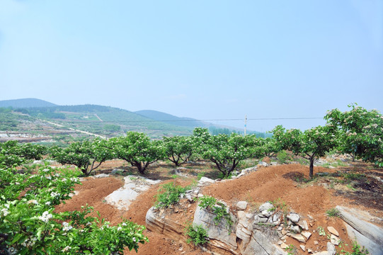 大片果园  山坡果树