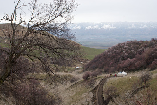 野杏春景