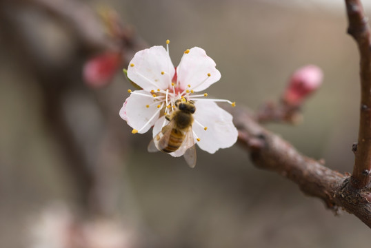 野杏花