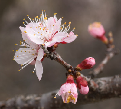 野杏花