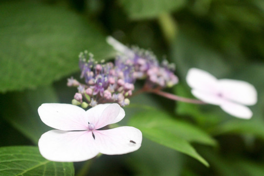 粉紫色 花朵