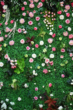绿植 花墙 植物墙