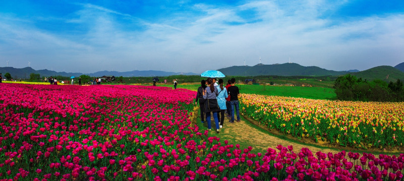 郁金香高地景区