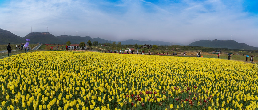 郁金香高地景区