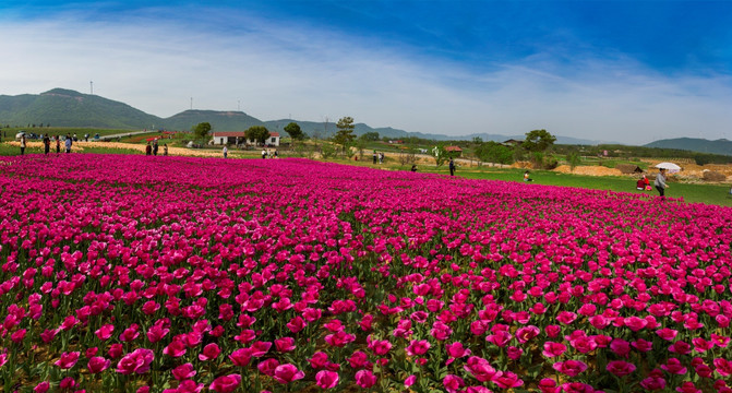 郁金香高地景区