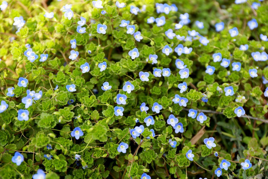 小野花