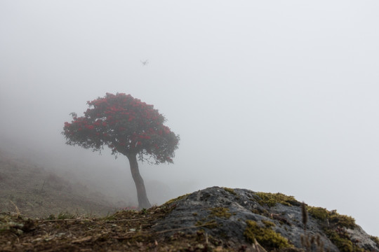无人机雾中拍摄大树杜鹃花