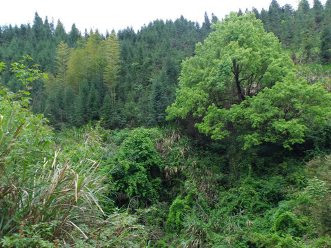 山中绿树