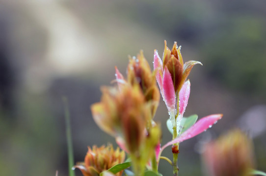 杜鹃花 映山红 山上野花 自然