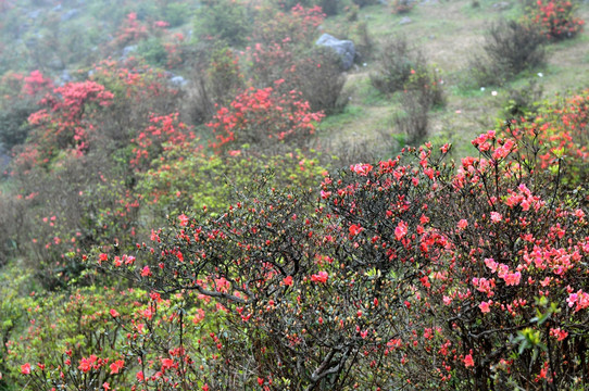 杜鹃花 映山红 山上野花 自然