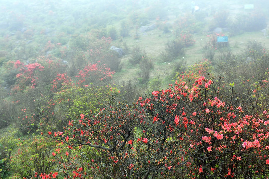 杜鹃花 映山红 山上野花 自然