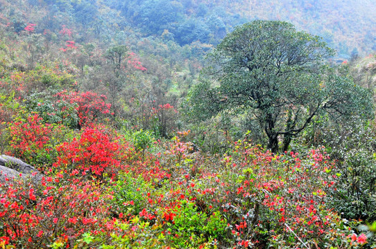 杜鹃花 映山红 山上野花 自然