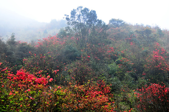 杜鹃花 映山红 山上野花 自然