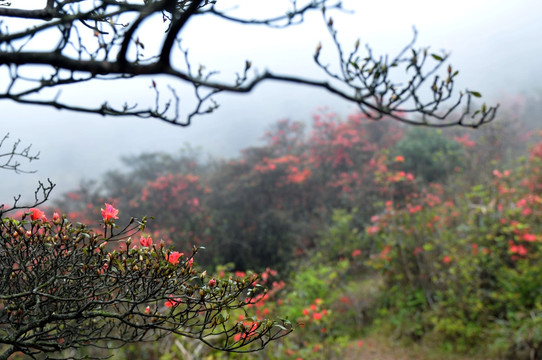 杜鹃花 映山红 山上野花