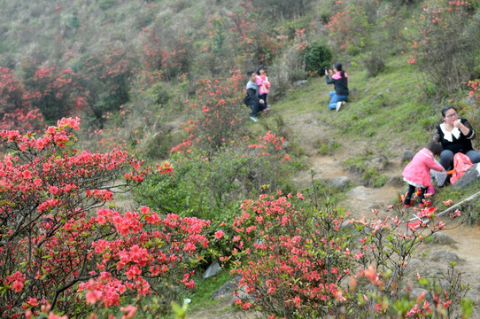 杜鹃花 映山红 山上野花 自然