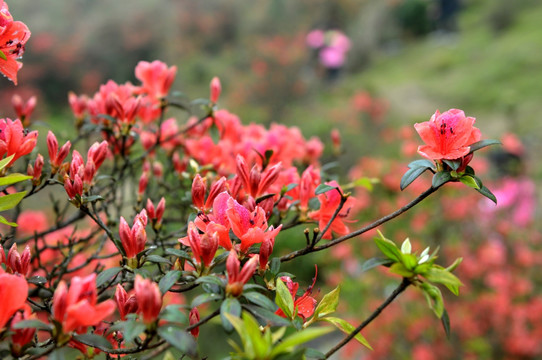 杜鹃花 映山红 山上野花 自然