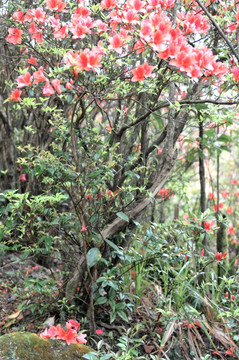 杜鹃花 映山红 山上野花 自然