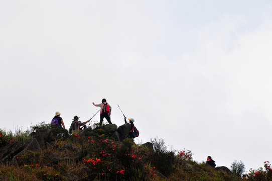 杜鹃花 映山红 山上野花 自然