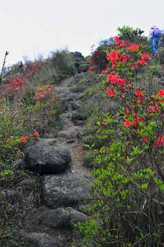 杜鹃花 映山红 山上野花 自然