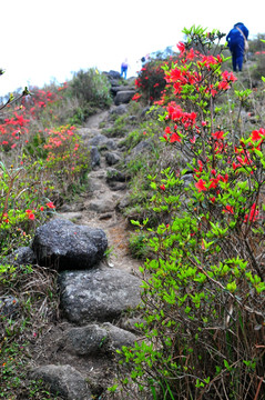 杜鹃花 映山红 山上野花 自然