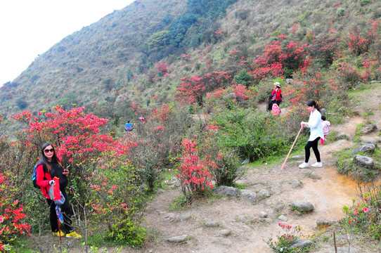 杜鹃花 映山红 山上野花 自然