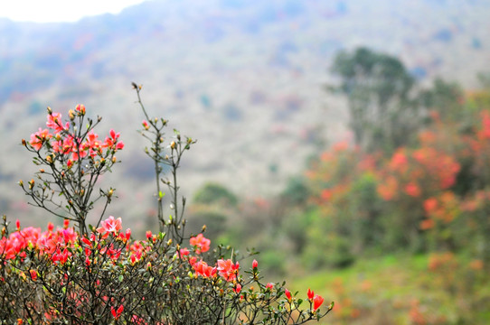 杜鹃花 映山红 山上野花 自然