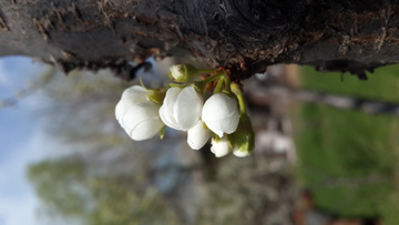 李子花 