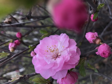 榆树梅花 