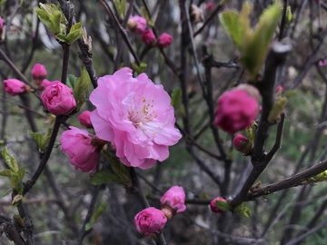 榆树梅花 