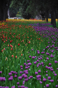 郁金香花开