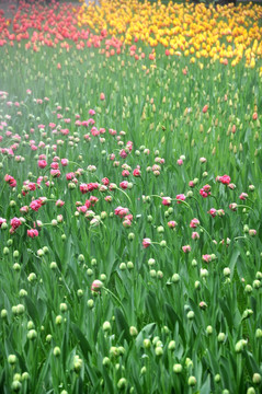 郁金香花海