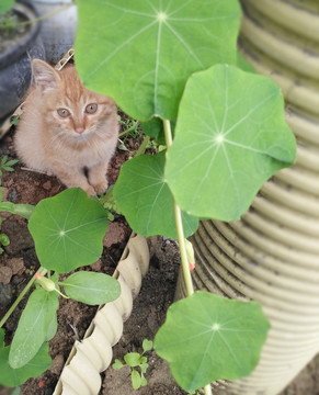 花和猫