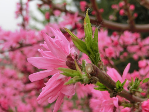 桃花 菊花桃