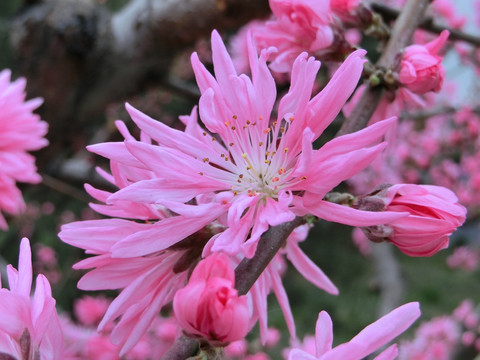 桃花 菊花桃